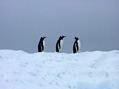 Antarctique079.jpg